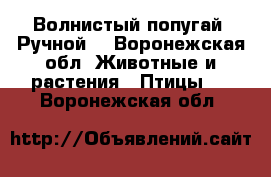  Волнистый попугай. Ручной. - Воронежская обл. Животные и растения » Птицы   . Воронежская обл.